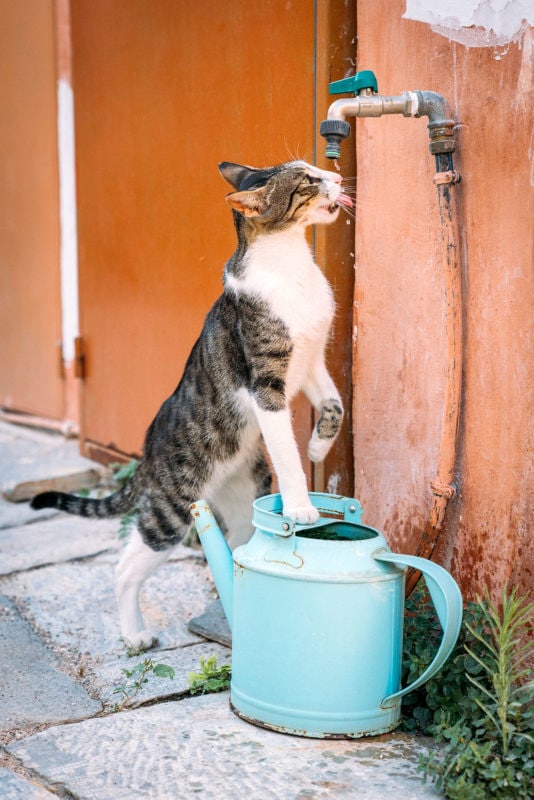 Stray cat drinking Water